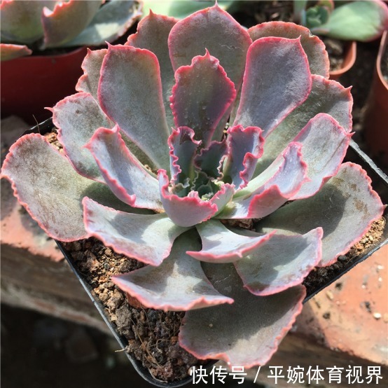 怎么养好多肉植物晚霞之舞?遵循此5点