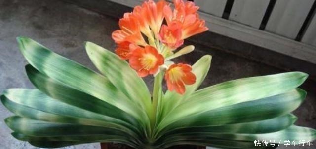 毛孔|别给君子兰用啤酒了,用它才最“靠谱”的,叶片宽大油绿又整齐!