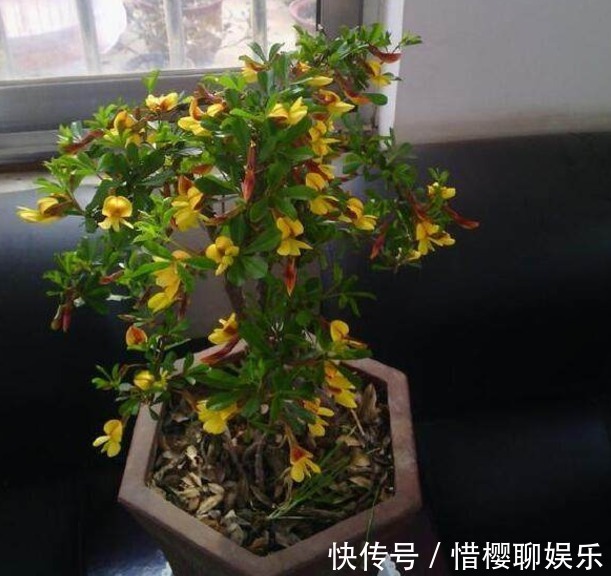 植物|两种较为少见的植物花卉，夏季的宠儿，家中养些，花开爆满阳台！