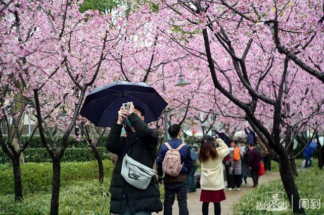 雨打樱花，花衬雨，雨中樱花别样美！内附保姆级拍花攻略