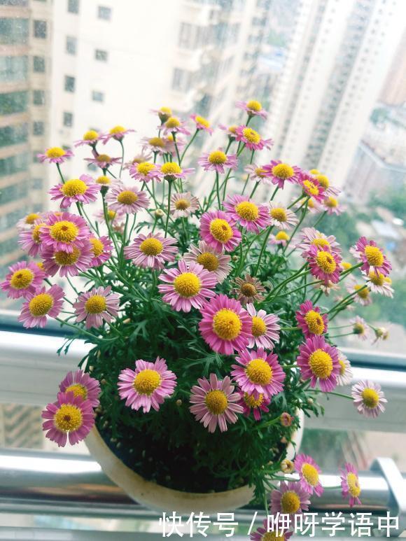 孤零零|3种“掐头花”,娇生惯养不成器,天天修理它,月月爆花球