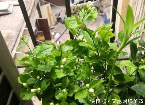 茉莉花僵苗怎么办？2个“动作”改过来，新芽又窜满，开花开不停