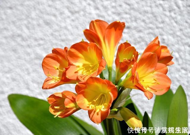 构造|让君子兰开好花的“钥匙”，就握在你手里，它的“构造”很简单