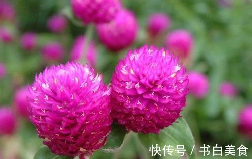 观赏价值|千日红它是一种不会褪色的花，花色鲜艳靓丽，花期还较长