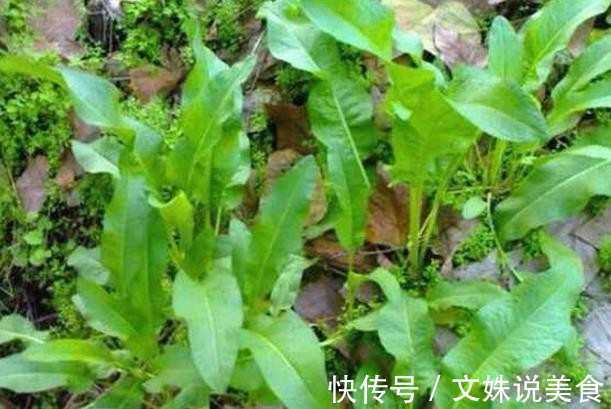 老人路边买了一花根,花贩说是五色牡丹,长大后让人愤怒