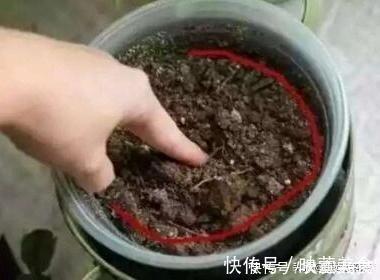 还用柳树皮、阿司匹林养花？聪明人都用“一种东西”，养啥都爆盆