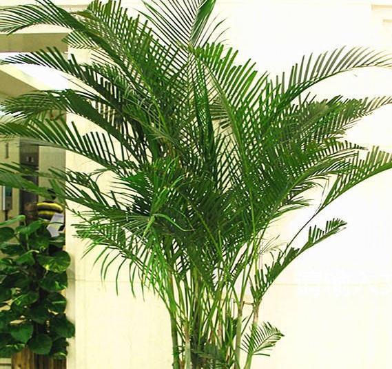 养护|散尾葵养护并不难,做好这四点最关键,四季常青茂密