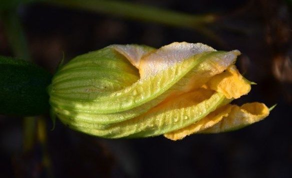 女性担心老太快，多吃种食物，能美容抗衰，滋阴补气，呵护肌肤