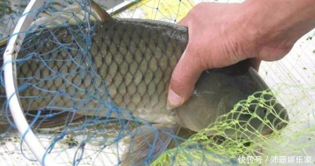 饵料|钓鱼时饵料里加点小鸡饲料,取材方便效果绝佳,鲫鱼鲤鱼全都来!