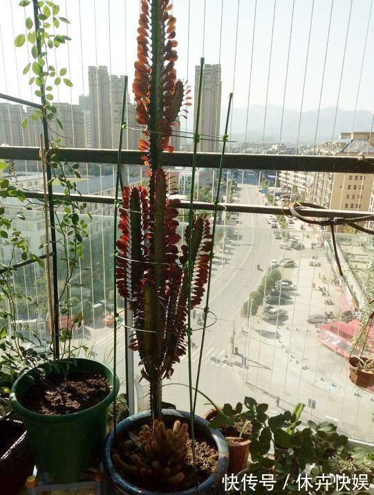 龙骨剪个叉，沾土就生根，长到“比人高”，放在门口最镇宅