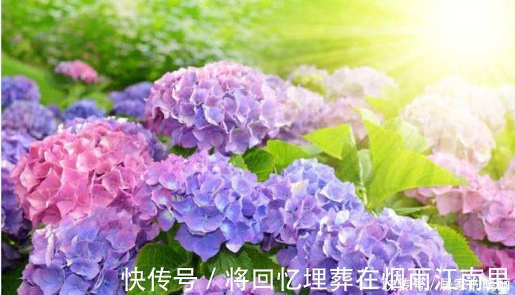 绣球花|家里要养4种花，开花吉祥又喜庆，一开就300多天！