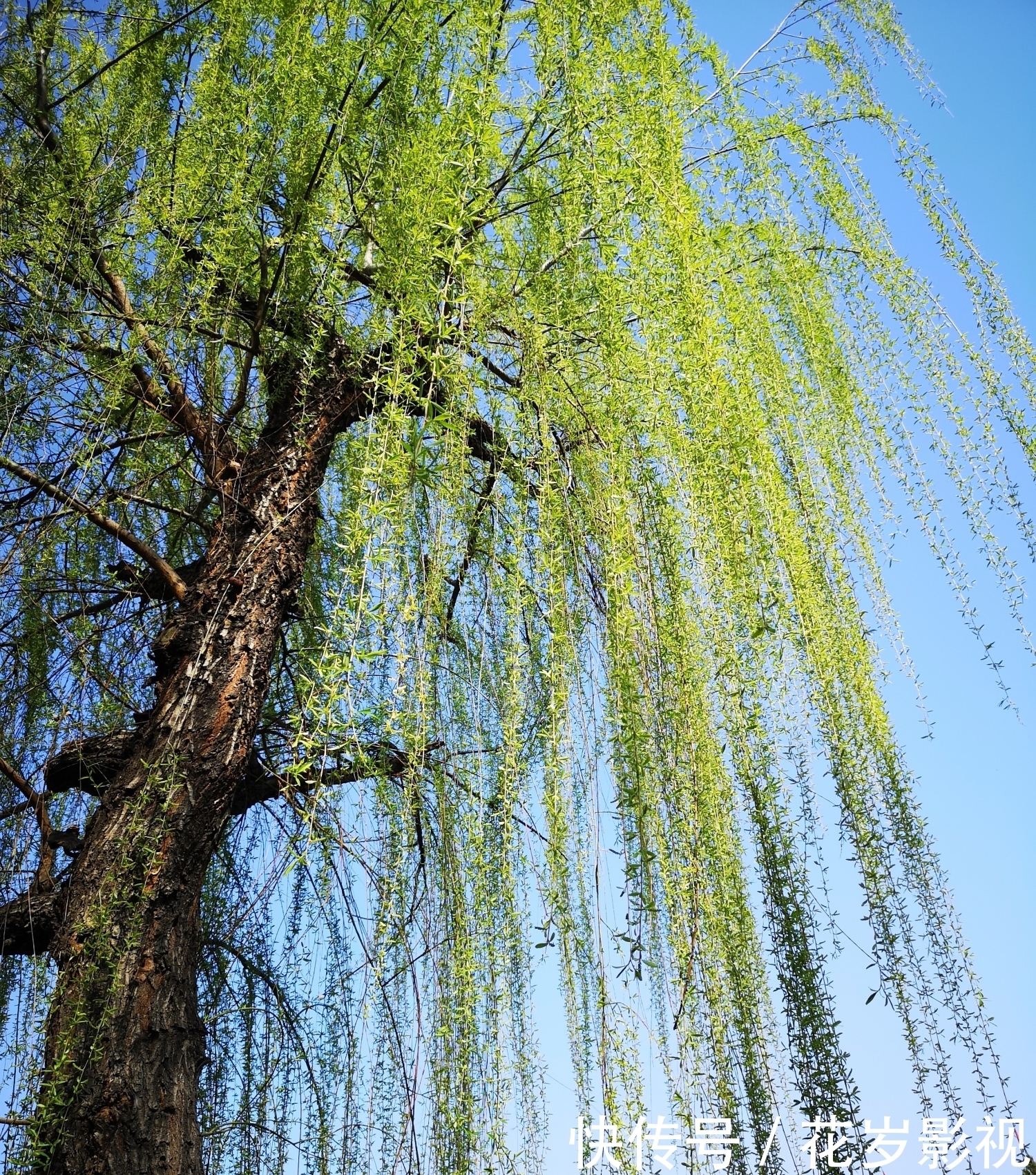 莺啼岸畔柳成条，飘逸柔姿舞细腰