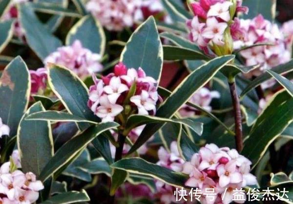 聪明人都养“4种花”,身体越住越健康,起码长寿十年