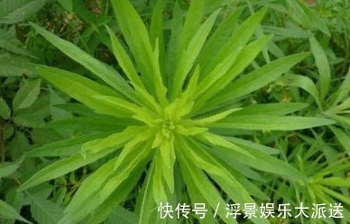 飞蓬草|农村的野草，总以为它是杂草，不过在城里受热捧，还能入药治病