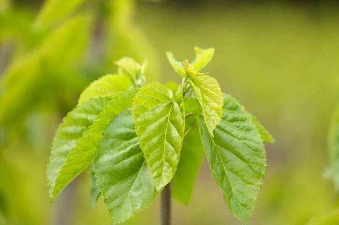 中药|阴虚内热、20年的夜汗，1个药方、1味中药，没想到效果出奇的好！