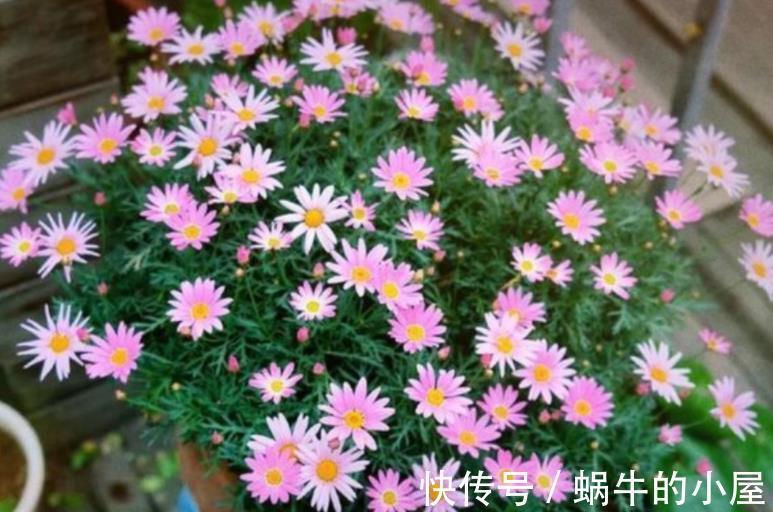 花草|盆栽养花如何预防烂根?从这4方面下手,几率一降再降