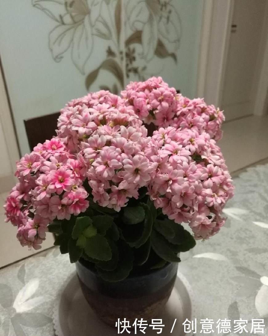  君子兰|养花不开花，原来是盆里缺了它，只加一点点，飞快开满花