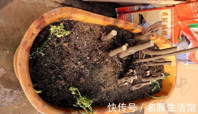 养花的土壤板结?加上4种东西,土壤疏松有劲,养啥都省心