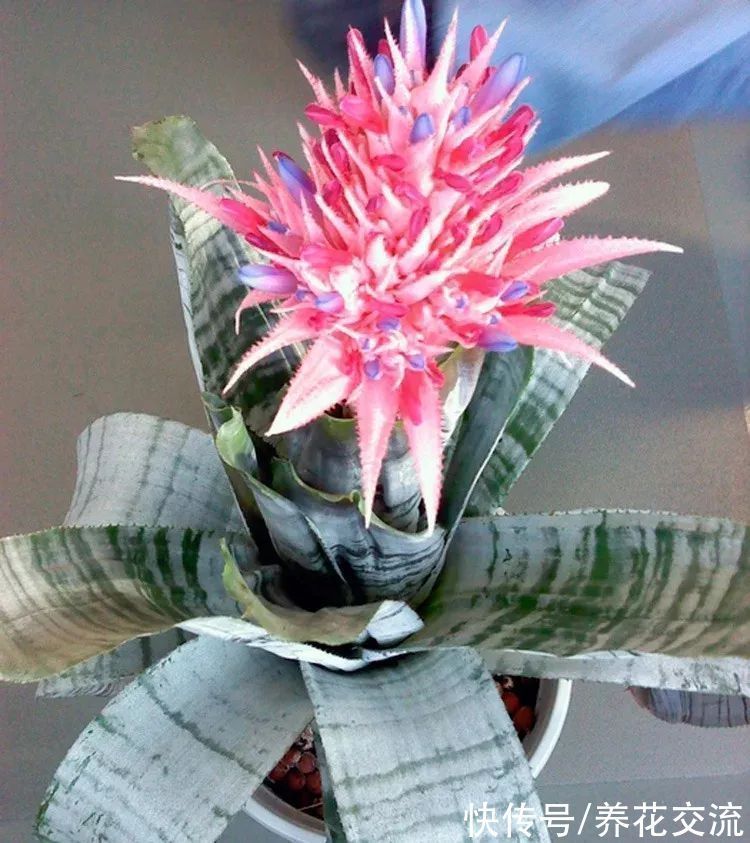 室内|15种可以在窗台上开花灿烂的室内盆栽,有散射光就能正常开花