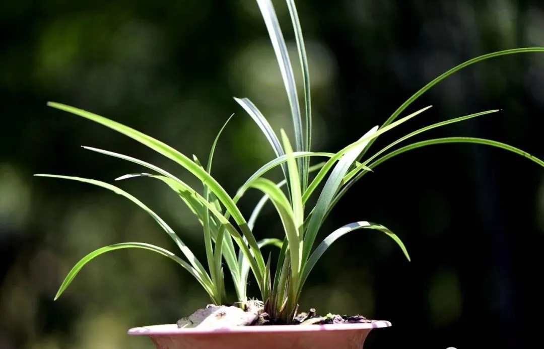 矿泉水|夏天兰花不好养?这4个坑不要再踩了,新手兰友都做过