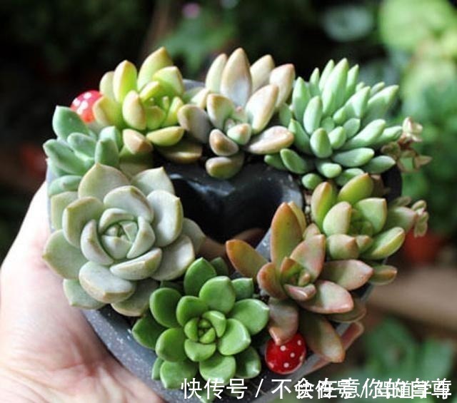 多肉|多肉用土要谨慎,用了“铺面石”养一盆死一盆,想过夏赶紧换土!