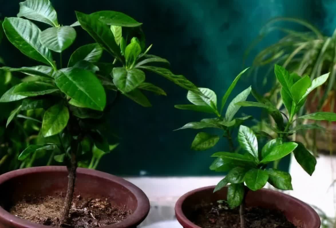 想要栀子花快生根,扦插记住“四个字”,提高成活率,后期长势旺