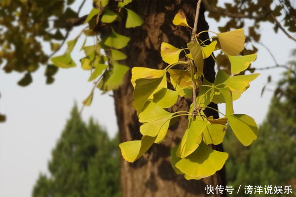 甲状腺结节患者,不妨常吃三物,或能化瘀散结,恢复甲状腺健康