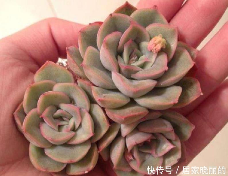 刚开始种多肉选8种，好养且自带“体香”，而且颜值非常高！