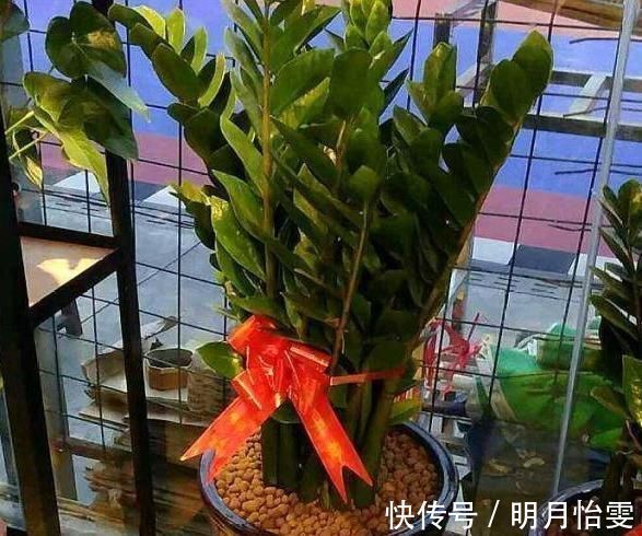 这3种“聚福树”,树干“粗壮”、枝叶旺盛,客厅“适合”养1盆