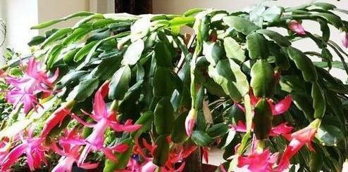 2种宝贝兑水浇,植物孕蕾快,开花量大,叶片油绿,非常实用