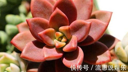 姬胧月|家里养上如下多肉植物准没错!既好看又好养,“养花杀手”的福音