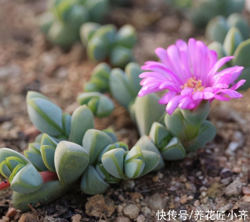 紧凑|想养好多肉,要学会“虐它”,不仅不会干叶,反而植株紧凑状态美