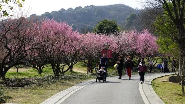 中年|粉哒哒的超山美人梅压轴登场！过了这个“春”，再“梅”这个景