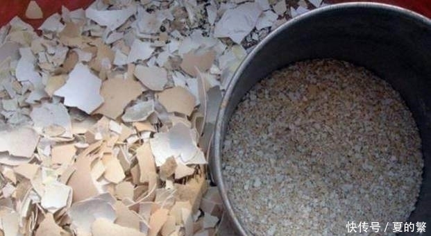 一盆花一年用一个鸡蛋浇花,懒人专门养花施肥必备:鸡蛋