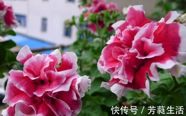 此“花”超美,一花2色,花多易爆盆,看花200天,还很好养