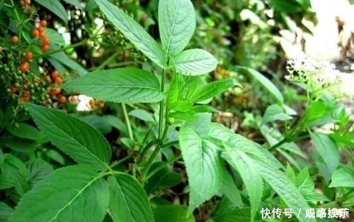 农村大山常见的“野草”，是天赐民间润肺止咳的良方，胜过止咳药