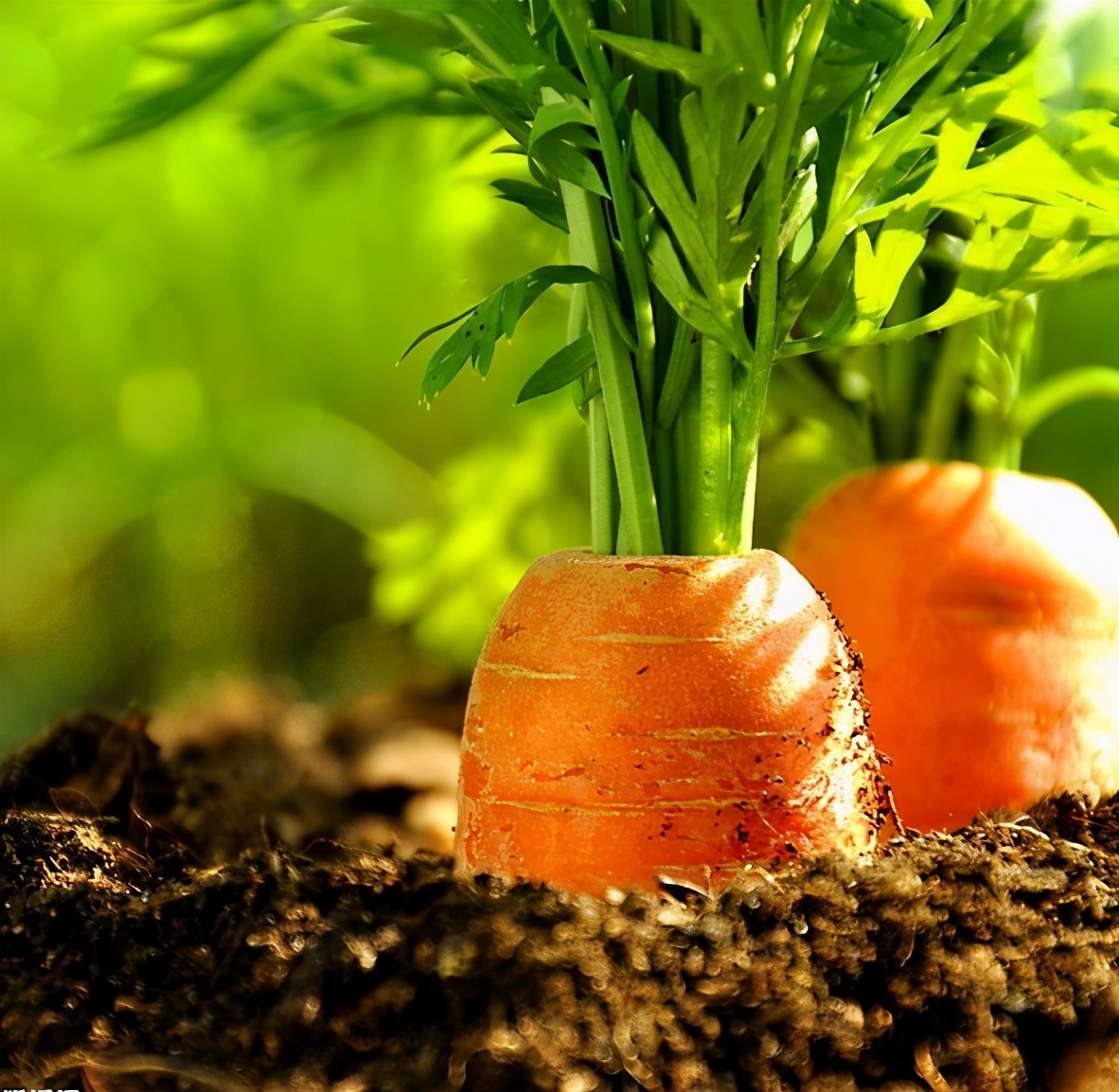 胡萝卜炒鸡蛋|聪明人爱吃三种食物，营养丰富、延缓衰老，身体棒棒哒！