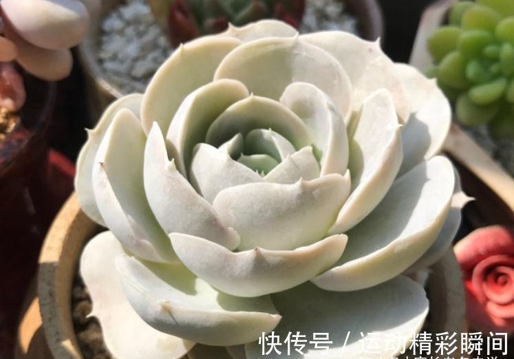 多肉圣卡洛斯,藏在鲁氏石莲背后的幽灵——粗看一样,细看却不同