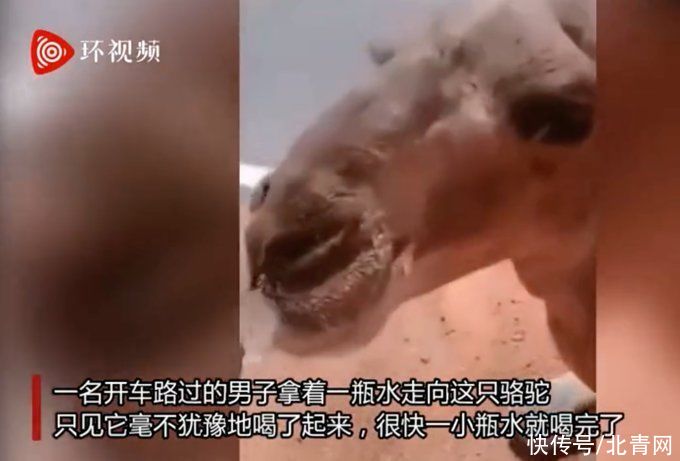 单峰|60度高温！阿尔及利亚一骆驼热晕在路边