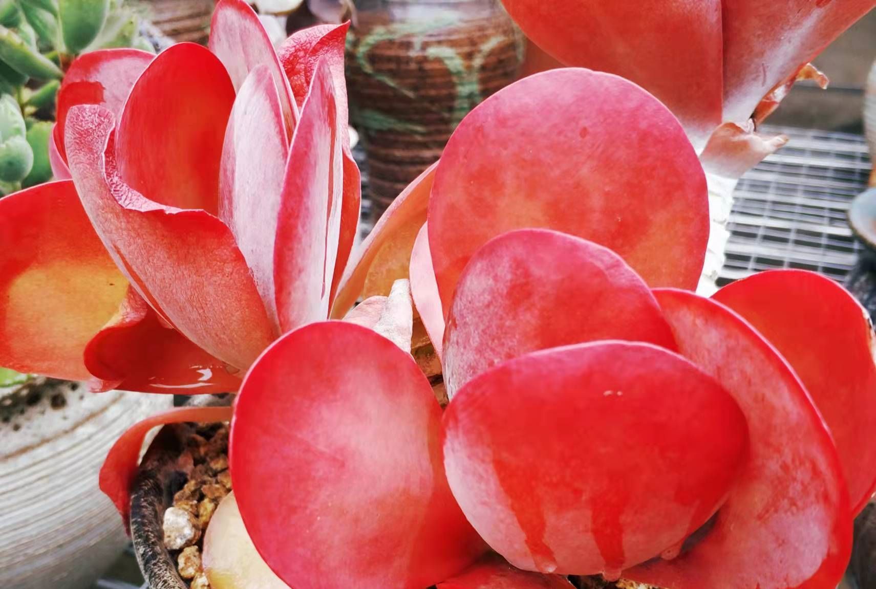 唐长老|养的多肉没有别人的好看?不是你不努力,而是有4道坎没能跨过去