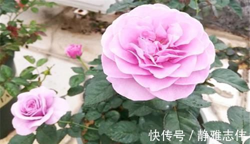 3种花漂亮又好养,花大色艳,埋土里就能活,室内也能种