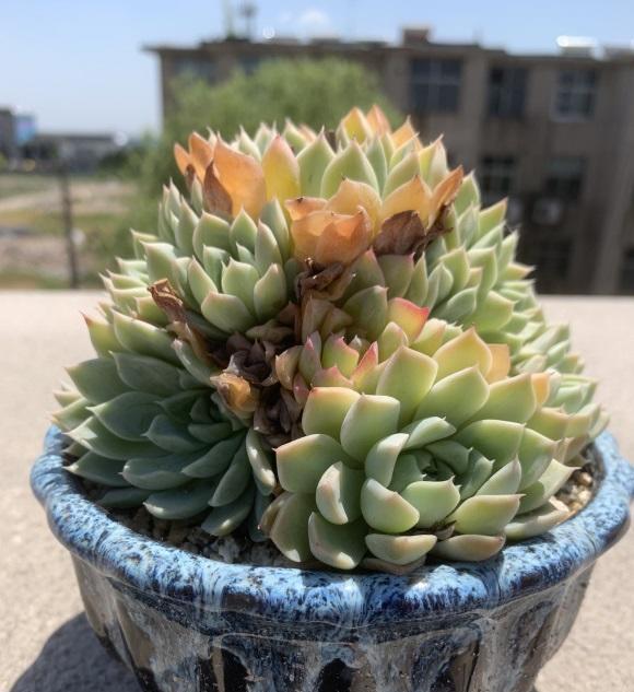 夏天|高温季节养肉肉，“控水”放在首位，花土越干燥，多肉越安全