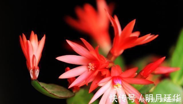 老花匠这样养蟹爪兰，“1种汁液”兑水浇，7天1次，新芽蹭蹭冒