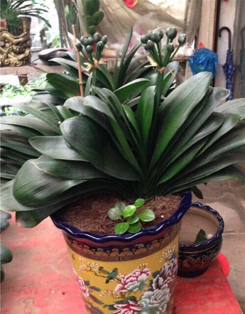 腐叶土|养花用什么土好这样“用土”,土不板结,茁壮生长,开花很旺