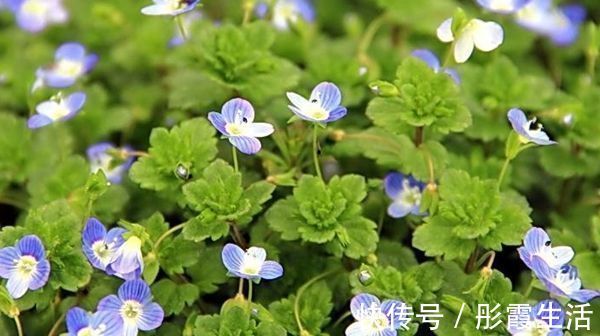 此花小巧而又美丽,常在不起眼的地方绽放,寓意着隐藏的美!