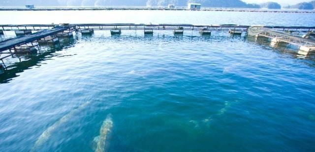 为何说中国把鱼子酱拉下“奢侈品”神坛看完哭笑不得,果然有实力