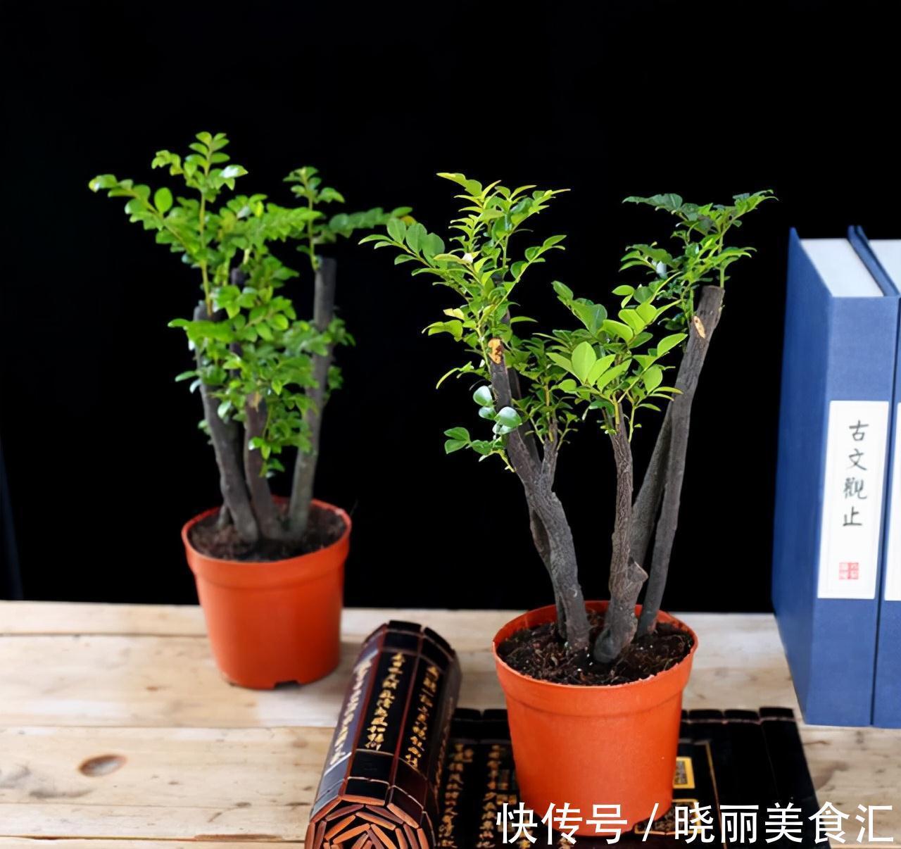 植物|小叶紫檀，盆栽做到这2点，枝叶可散发出香味，令人神清气爽