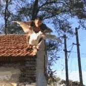 |搞笑GIF：本以为可以瞒天过海 结果还是被发现了