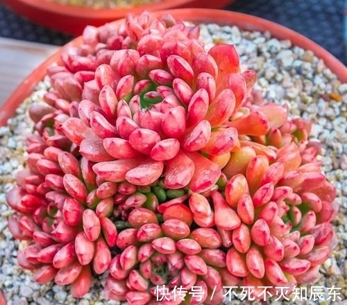 养了280天的多肉红宝石,上色美爆侧芽,长成群生小老桩!