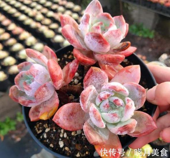 多肉芙蓉雪和橙梦露,长相相似如何选择?看看老花匠怎么说